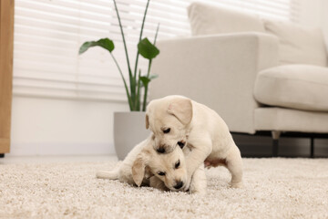 Cute little puppies playing on beige carpet at home - obrazy, fototapety, plakaty