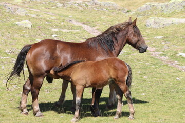 Fototapeta premium Caballos en libertad en la montaña