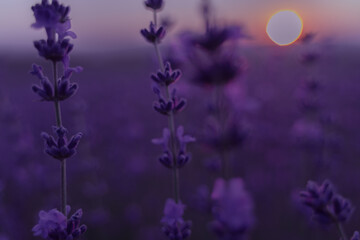 Fototapeta na wymiar Lavender flower field. Violet lavender field sanset close up. Lavender flowers in pastel colors at blur background. Nature background with lavender in the field.