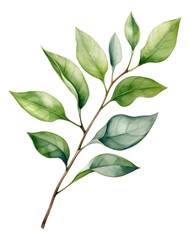 The green leaves. Watercolor.