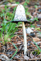 Setas y hongos silvestres