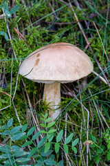 Setas y hongos silvestres