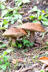 Setas y hongos silvestres