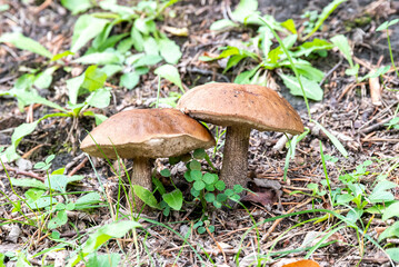 Setas y hongos silvestres