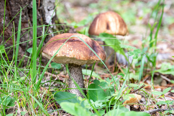 Setas y hongos silvestres