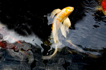 White and Yellow Yamabuki Hariwake Butterfly Koi fish swimming in a beautiful style at carp fish pond. Sukhothai Thailand.