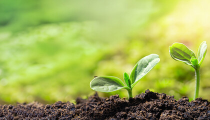 Green plant growing in good soil. Banner with copy space. Agriculture, organic gardening, planting or ecology concept. Young sprouts, seedlings growing. New life concept
