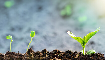 Green plant growing in good soil. Banner with copy space. Agriculture, organic gardening, planting or ecology concept. Young sprouts, seedlings growing. New life concept