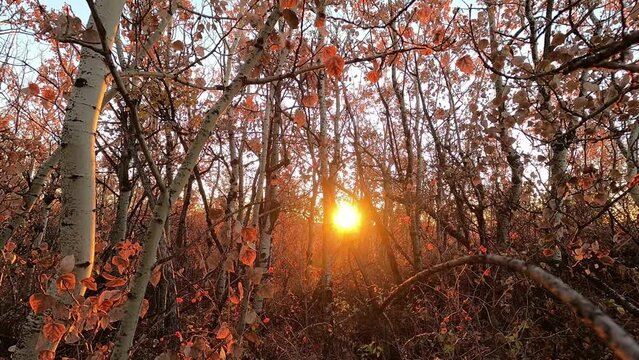 Morning fall season forest. Sun rays break through the golden-orange foliage of magnificent autumn trees. Magical autumn landscape natural wood. leaves turned on red reflect morning soft light b roll