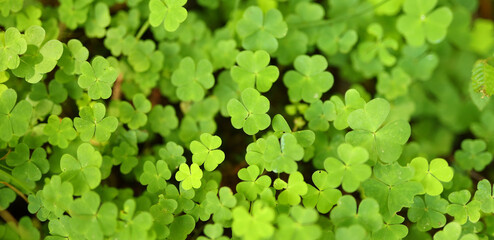 Fototapeta premium Green plant leaves wide background.