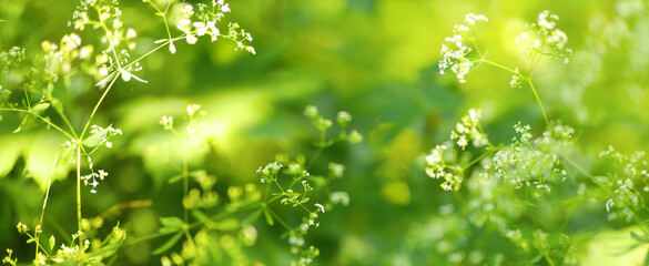 Green wild herbs, ecological wide background.