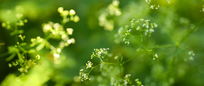 Green blurred abstract background with wild herbs and flowers.