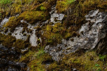Rock overgrown with green moss in forest, closeup