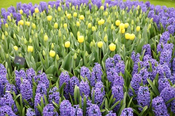 Beautiful hyacinth and tulip flowers growing outdoors