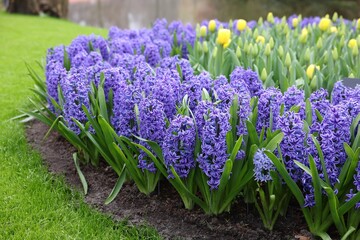 Beautiful hyacinth and tulip flowers growing outdoors