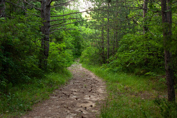 Fototapeta na wymiar Green forest with pathway