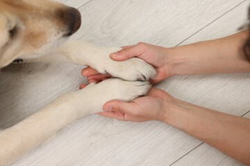 Dog giving paws to man at home, closeup