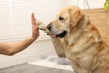 Cute Labrador Retriever dog giving high five to man at home