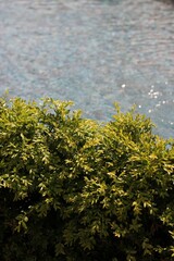 Leafy green bushes growing in the typical summer garden.