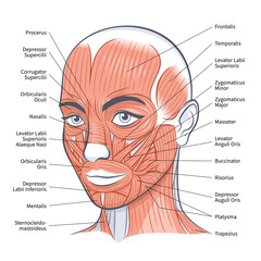 Female facial muscles scheme detailed anatomy vector illustration