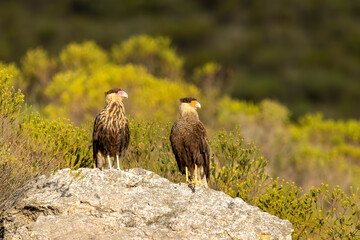 Crested caracara pair