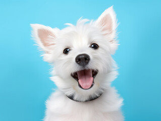 Happy white puppy dog smiling on colored blue background.