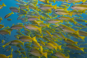 close up big real yellow stripe trevally fish schooling group swim slow in underwater with deep blue sea background landscape
