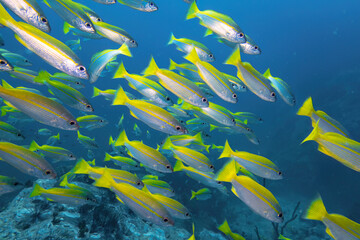 Fototapeta na wymiar close up big real yellow stripe trevally fish schooling group swim slow in underwater and pinnacle rock dive site with deep blue sea background landscape