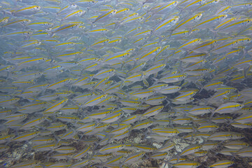 Big bait ball yellow stripe trevally fish schooling cyclone group around coral reef rock pinnacle in underwater dive site with deep sea background landscape