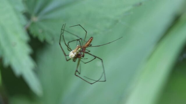 Listspinne (Pisaura mirabilis), Paarung
