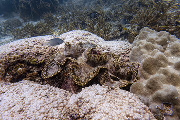 Big rare real giant clam shellfish close up shot in coral reef rock with fish swim around at sea floor with deep blue underwater background landscape in Thailand dive site