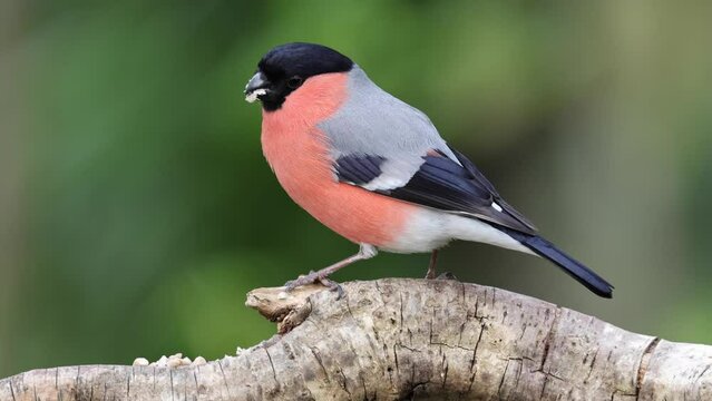 Gimpel&nbsp;(Pyrrhula pyrrhula) 