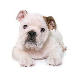 Obraz premium puppy english bulldog and chihuahua in front of white background