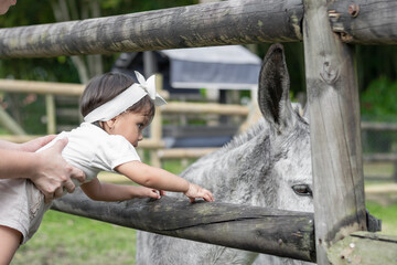 Fototapeta na wymiar little latin girl trying to touch the donkey in the wooden corral