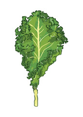 A piece of kale leaf in ingredients illustration