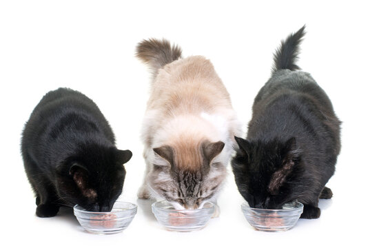 cats eating in front of white background