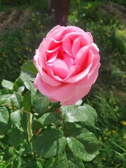 pink rose in garden