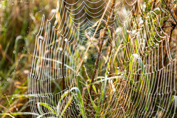 Spinnennetz im Morgentau 1