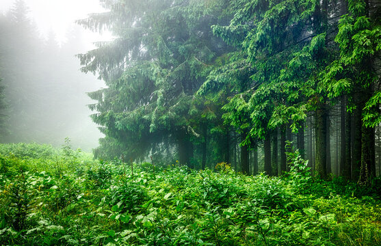 Landscape of forest edge with green branches of fir-trees in wet foggy and rainy weather.