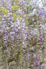 Inflorescences of lilac wisteria on a blurred background