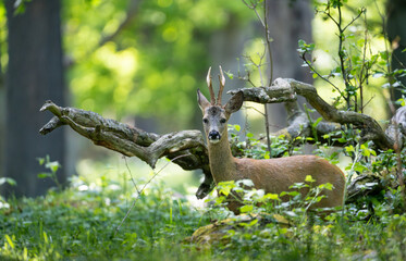 proud young deer 