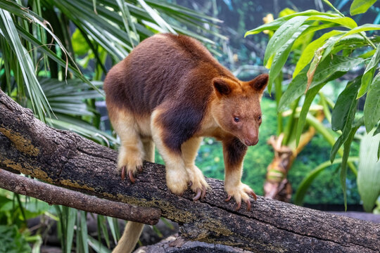 Goodfellows or ornate tree kangaroo against dense jungle foliage. This arboreal marsupial if found in Papua New Guinea and northern Queensland, Australia, and is endangered in the wild.