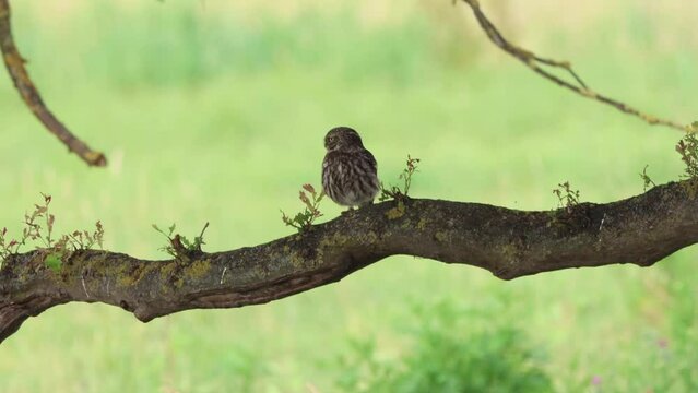Steinkauz&nbsp;(Athene noctua)