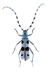 Rosalia longicorn or alpine longhorn beetle - obrazy, fototapety, plakaty