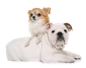 puppy english bulldog and chihuahua in front of white background
