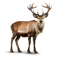 deer isolated on white Generative Ai