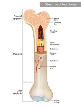 Structure and components of long bone. Proximal epiphysis,
