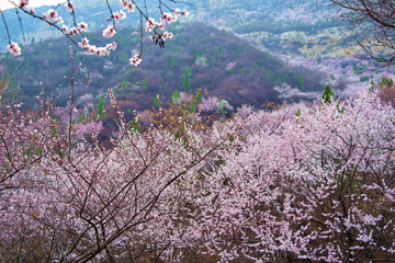 Floral Symphony_Diverse Blooms Flourishing in Sunlit Forest Canopy