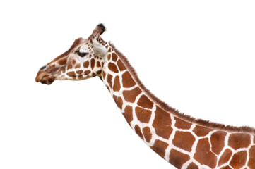 キリンの長い首