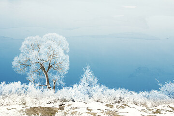 a Winter tree trunk in nature in winter